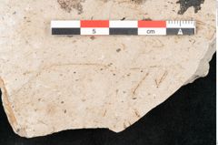Foto (Detailansicht) von Hypnum sagorianum Ettingshausen (NHMW-GEO-2024-0188-6741)